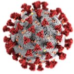 COVID-19 virus may become another common cold virus eventually