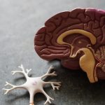 Scientists find COVID-19 attack on brain, not lungs, triggers severe disease