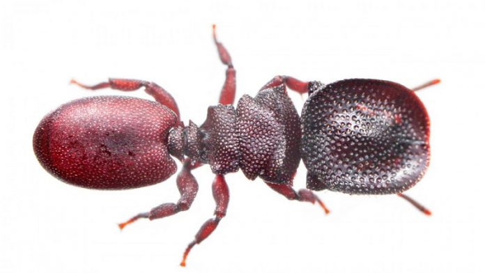 Gut microbes in these ants help build tougher armor