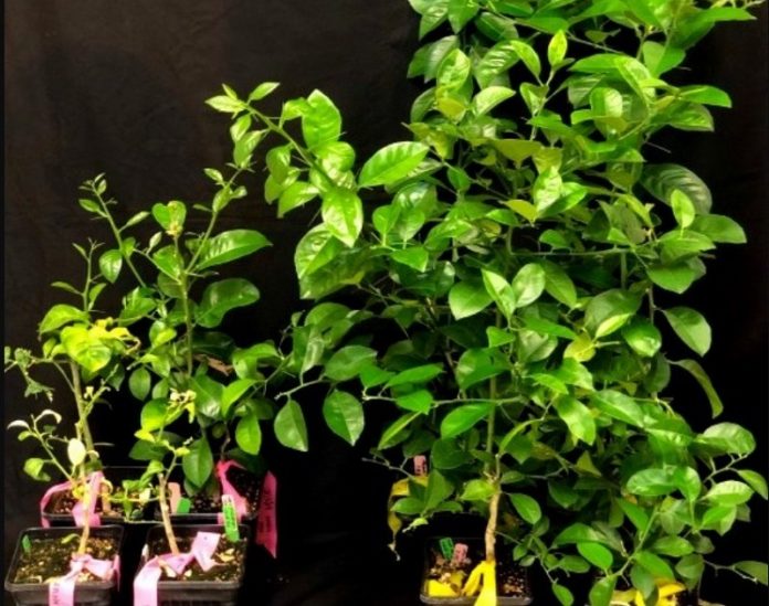 Scientists find the cure for No. 1 killer of citrus trees