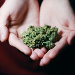 Cannabis-based medicine may not treat chronic pain effectively, study finds