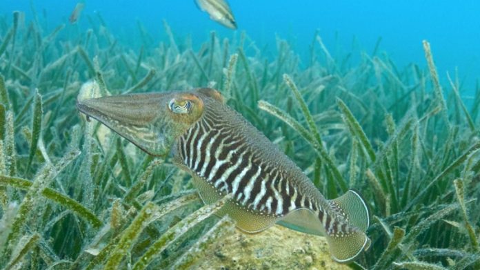 Cuttlefish can pass the ‘snacking test,’ study finds