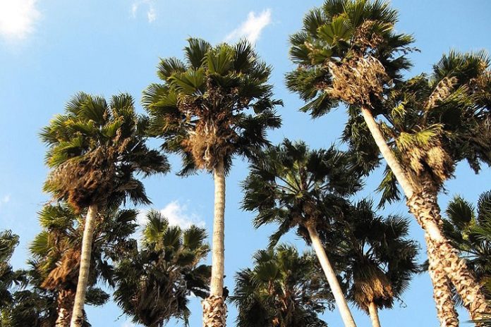 Los Angeles palm trees may be a major source of air pollution