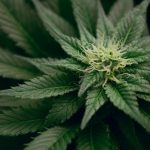 Medical cannabis can reduce this brain disorder, study finds