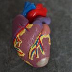 Scientists find a big cause of congenital heart disease