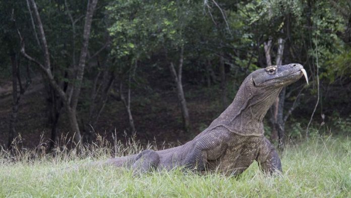 Scientists find surprising history of world’s largest lizard