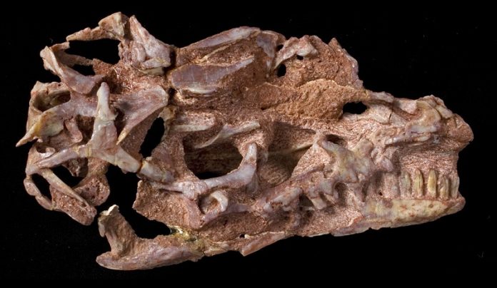 How giant sauropods got their strange skulls