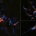 Scientists find stellar eggs near galactic center are hatching into baby stars