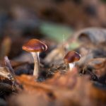 This stuff in ‘magic mushrooms’ may help treat depression