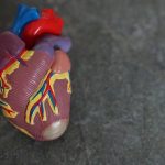 Scientists find a new way to repair human heart