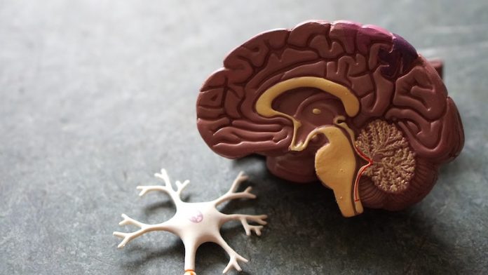 This metal in the brain strongly linked to depression
