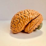 Autopsy study shows how COVID-19 damages the brain