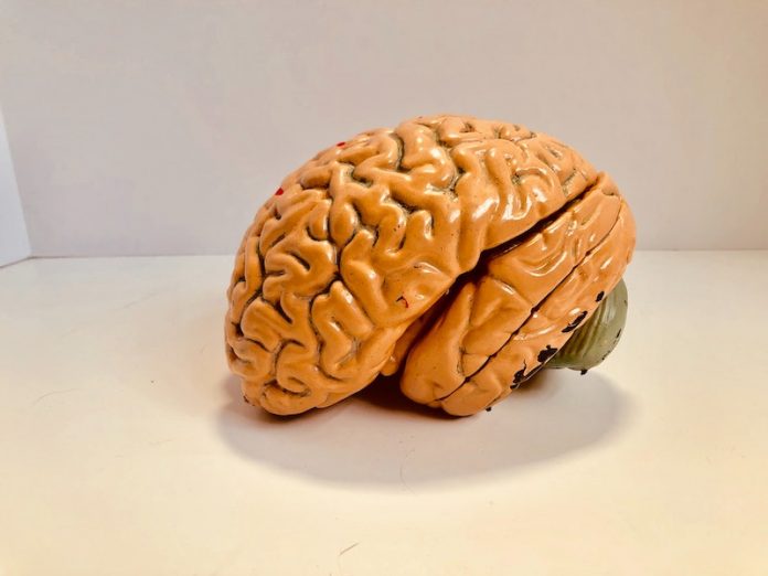 Autopsy study shows how COVID-19 damages the brain