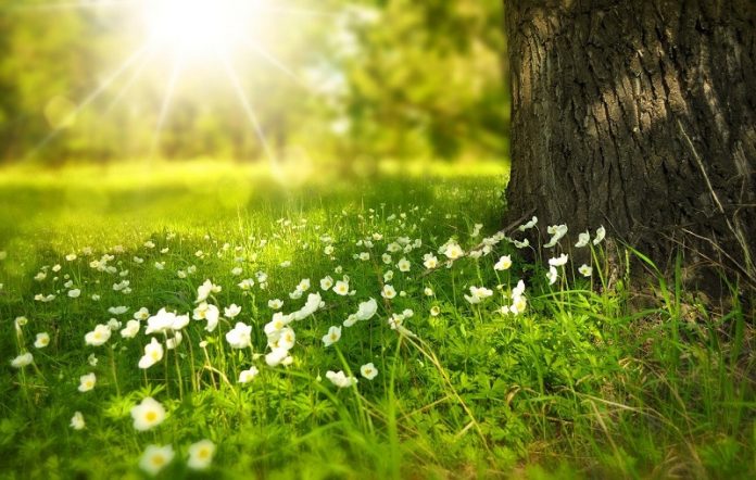 Plants get a faster start to their day than we think