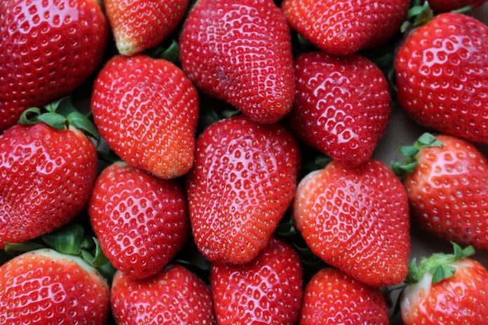 Scientists find best strawberries to grow in hot locations