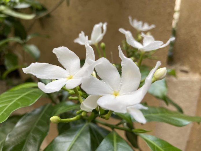 This flower may advance the treatment of chronic pain