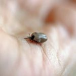 Protect yourself from Lyme disease