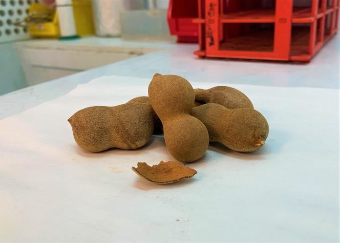 Scientists convert tamarind shells into energy source for vehicles