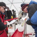 Scientists discover 15,000-year-old viruses in Tibetan glacier ice