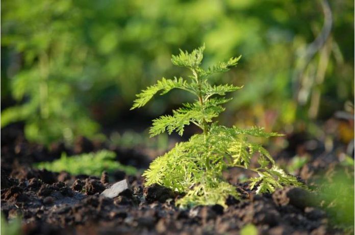 This plant extract may help treat COVID-19