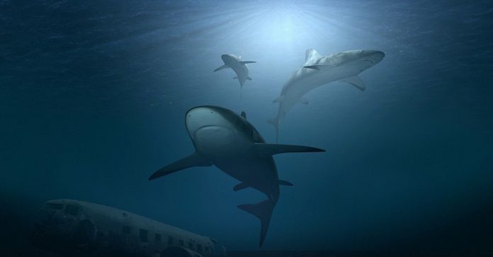 “Get out of the water!” Monster shark movies massacre shark conservation