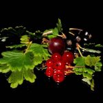 Blackcurrants may help lower your blood sugar after a meal