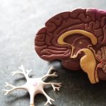 Cholesterol in brain strongly linked to Alzheimer’s disease