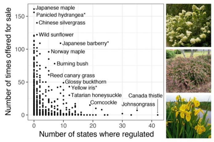 Invasive plants are still for sale as garden ornamentals, shows study