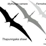Scientists find a ‘fearsome dragon’ that soared over outback Queensland