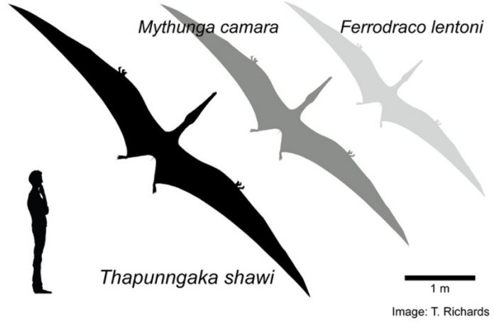 Scientists find a ‘fearsome dragon’ that soared over outback Queensland