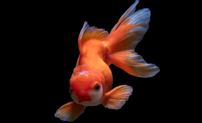 Want to swim like a fish