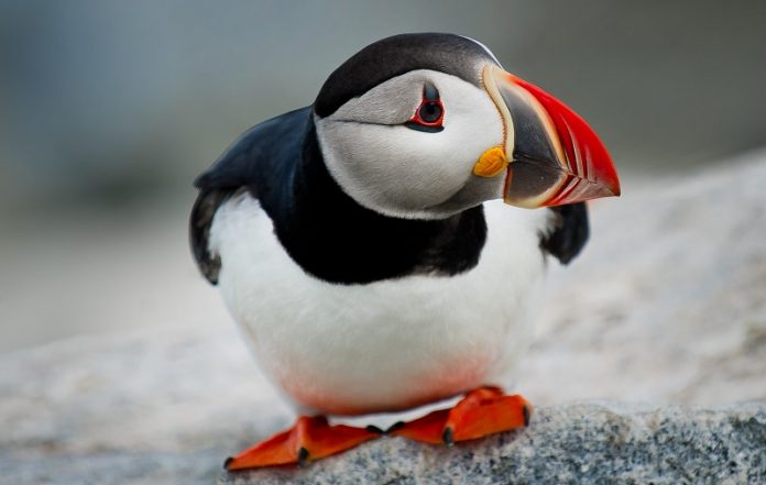 Bird eye size reveals a whole lot about them