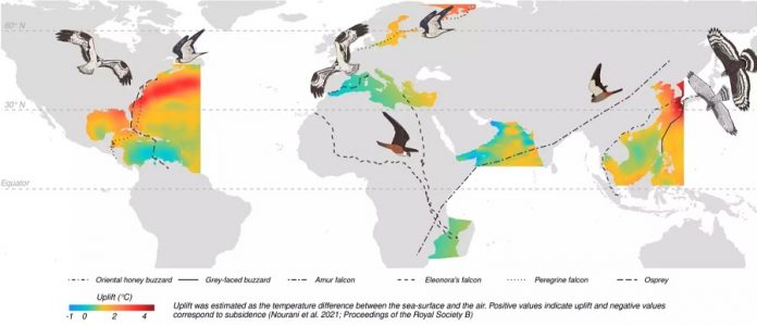 How land birds cross the open ocean without taking a break