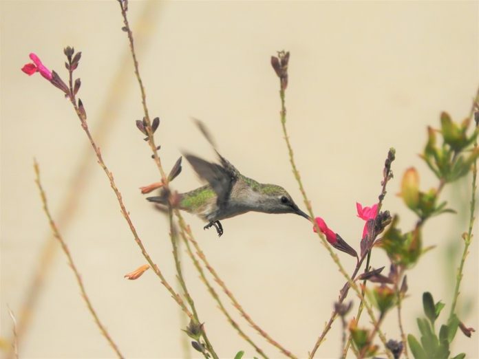 Hummingbirds can smell their way out of danger