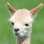 Llama antibodies have strong potential in treating COVID-19