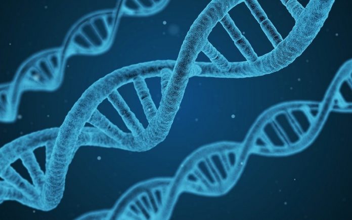 Prehistoric humans rarely mated with their cousins, shows study