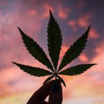 Scientists make weak recommendation for medical cannabis for chronic pain