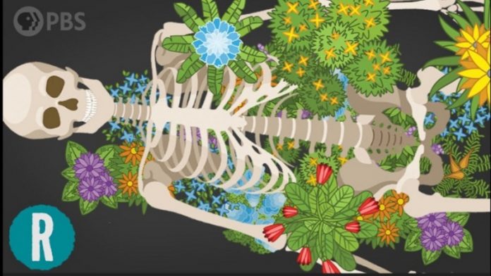 Are human burial practices messing up Earth’s ecosystems