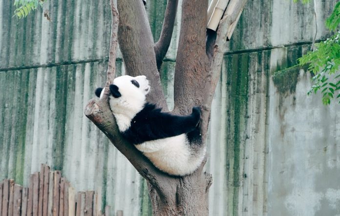 Giant pandas’ distinctive black and white markings provide effective camouflage, study finds