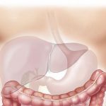 How to protect your liver from harm