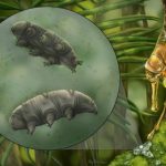 Scientists discover new tardigrade fossil in 16-million-year-old amber