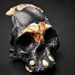 250000-year-old skull raises questions about human origins