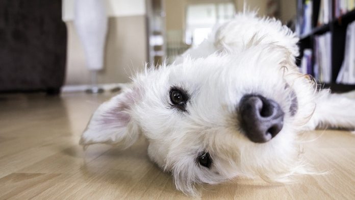 Common household noises may be stressing your dog