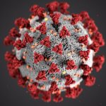 Exposure to harmless coronaviruses can boost your COVID-19 immunity