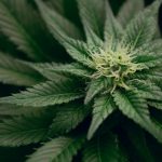 Medical cannabis can help reduce depression, improve quality of life