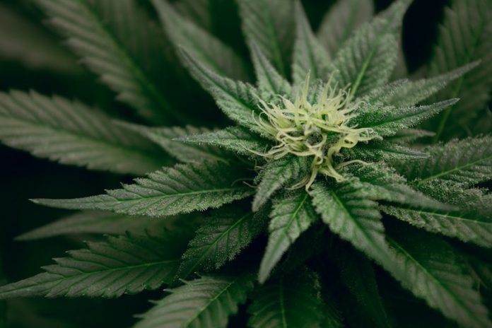 Medical cannabis can help reduce depression, improve quality of life