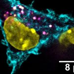 Scientists find a stealthy way to combat tumors