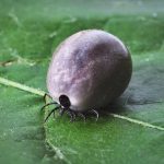Yale scientists develop a new Lyme vaccine