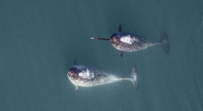 After thousands of years, an iconic whale confronts a new enemy