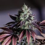CBD from cannabis may help shrink deadly brain tumor, study finds